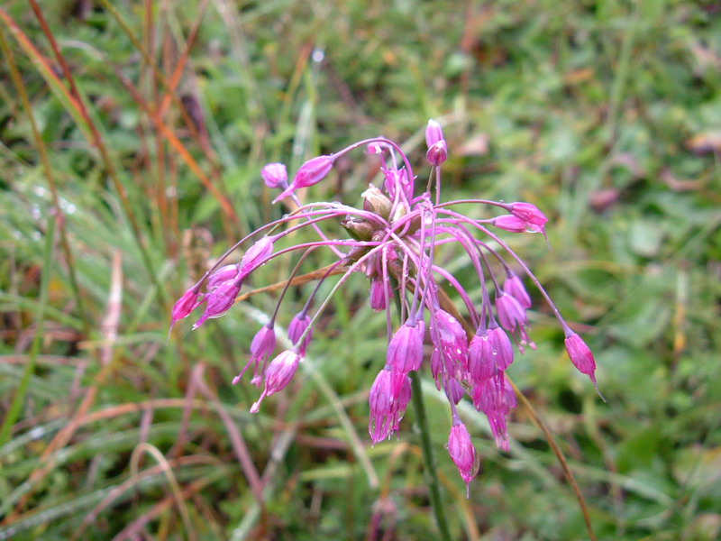 Allium spp. pl.